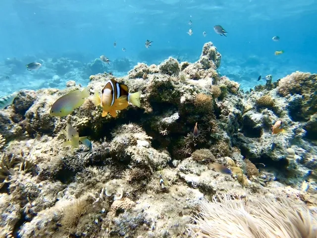 9月ならではの見どころと海の生き物