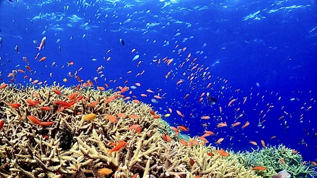 7月の宮古島で最高のシュノーケリング体験を!おすすめスポットと準備ガイド