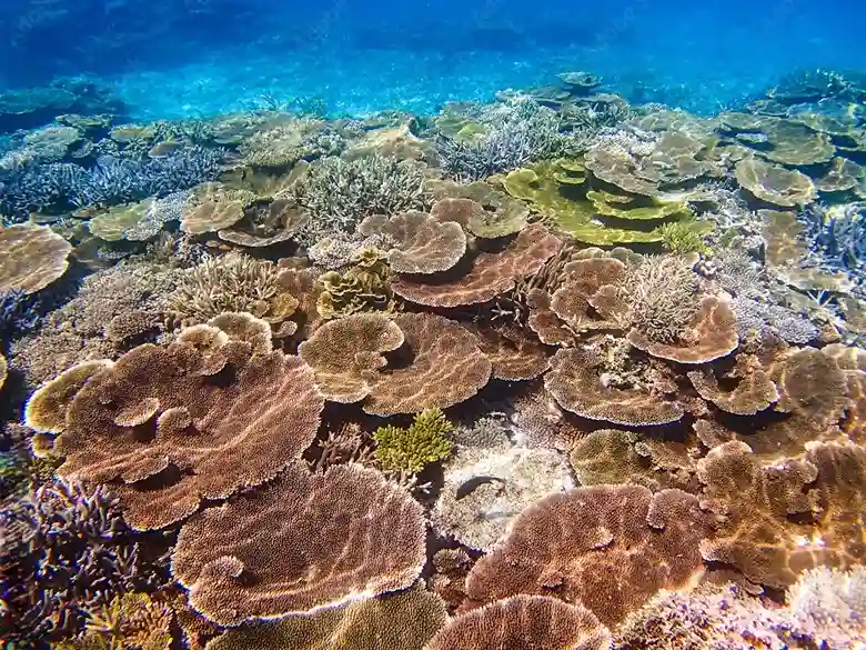八重干瀬(やびじ)とは?宮古島が誇る日本最大級のサンゴ礁群