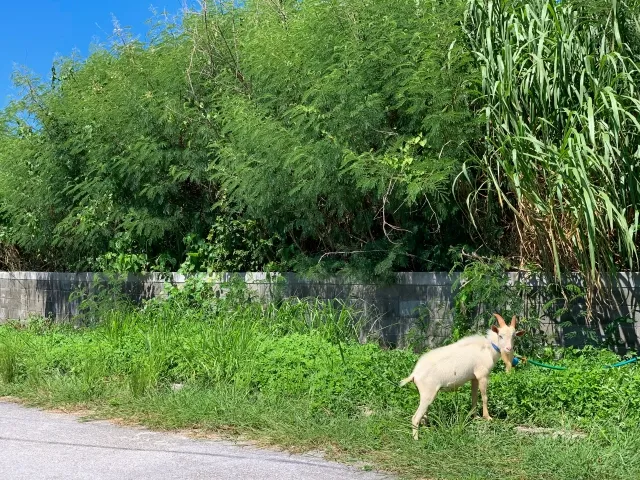 多良間島の歴史と文化