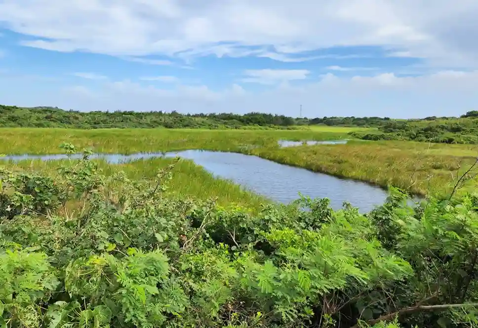 池間湿原