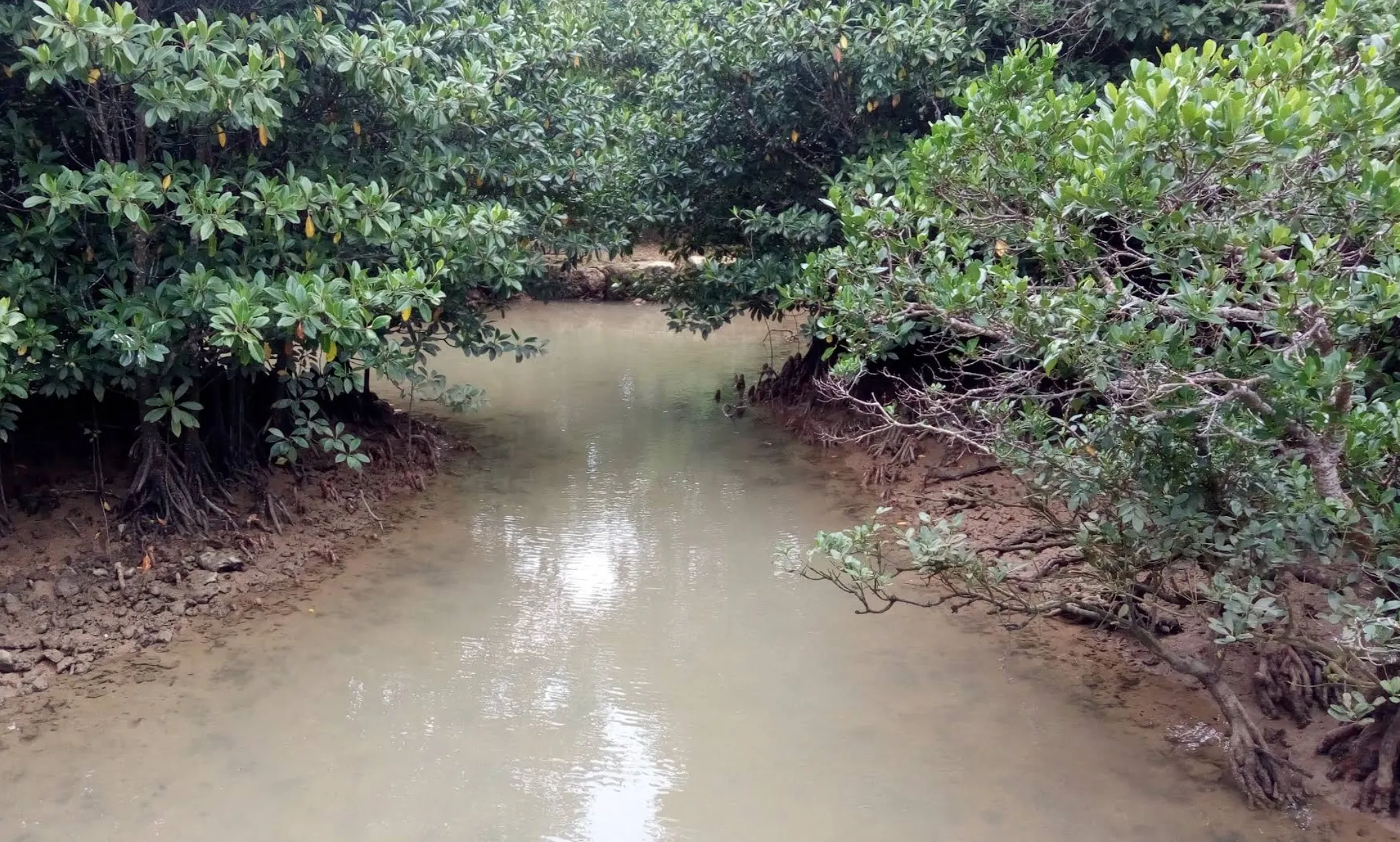 川満マングローブ