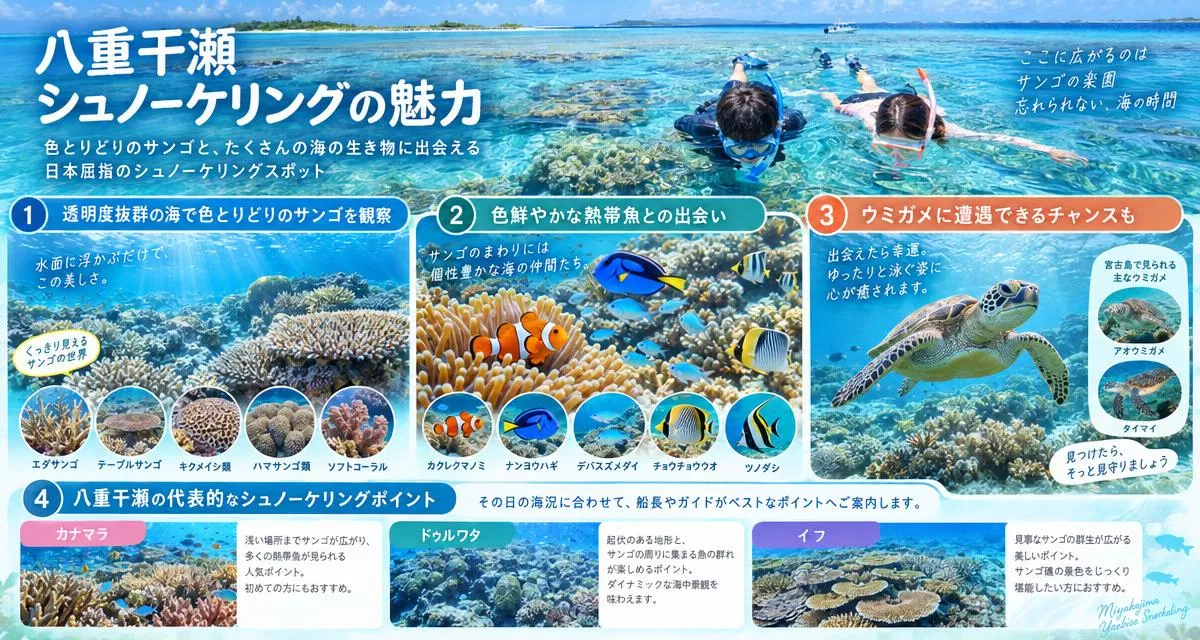 八重干瀬シュノーケリングの魅力