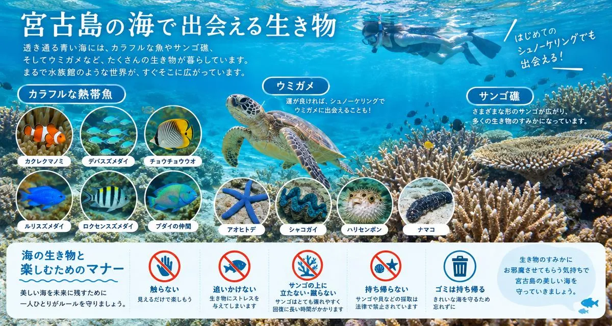 宮古島の海で出会える生き物