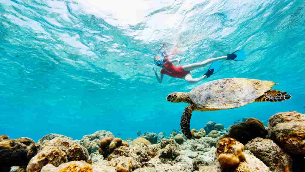 海の中でシュノーケリングを楽しむ人と、その手前を泳ぐウミガメの画像