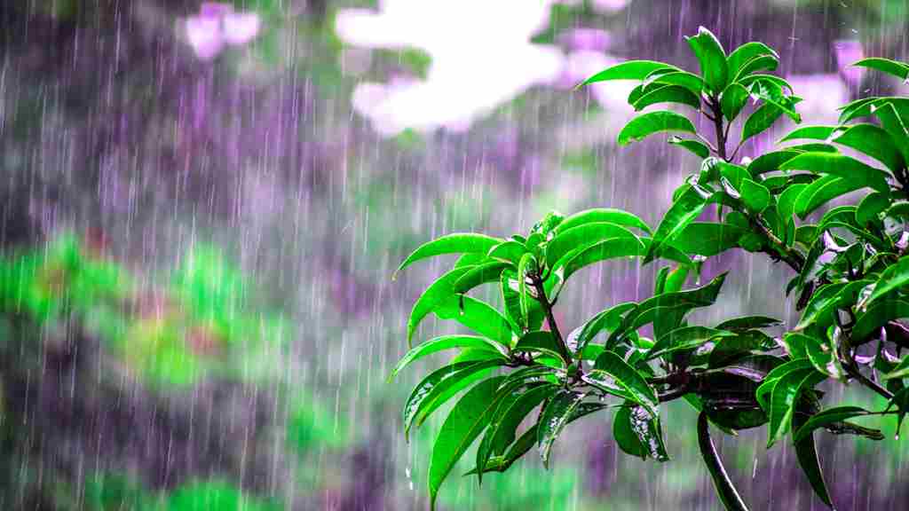 雨が亜熱帯に降る背景。木々が手前に写る画像