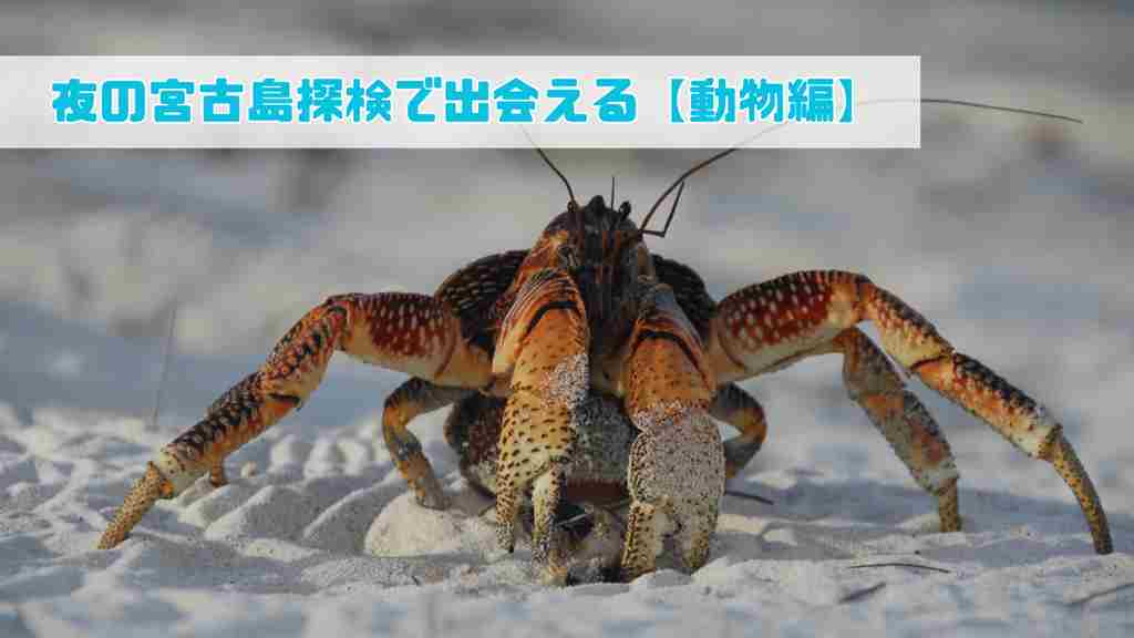 白い砂浜にヤシガニ。「夜の宮古島探検で出会える【動物編】」の文字