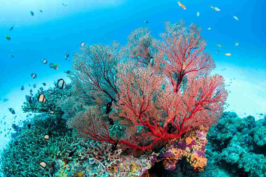 沖縄の綺麗な水中世界の画像