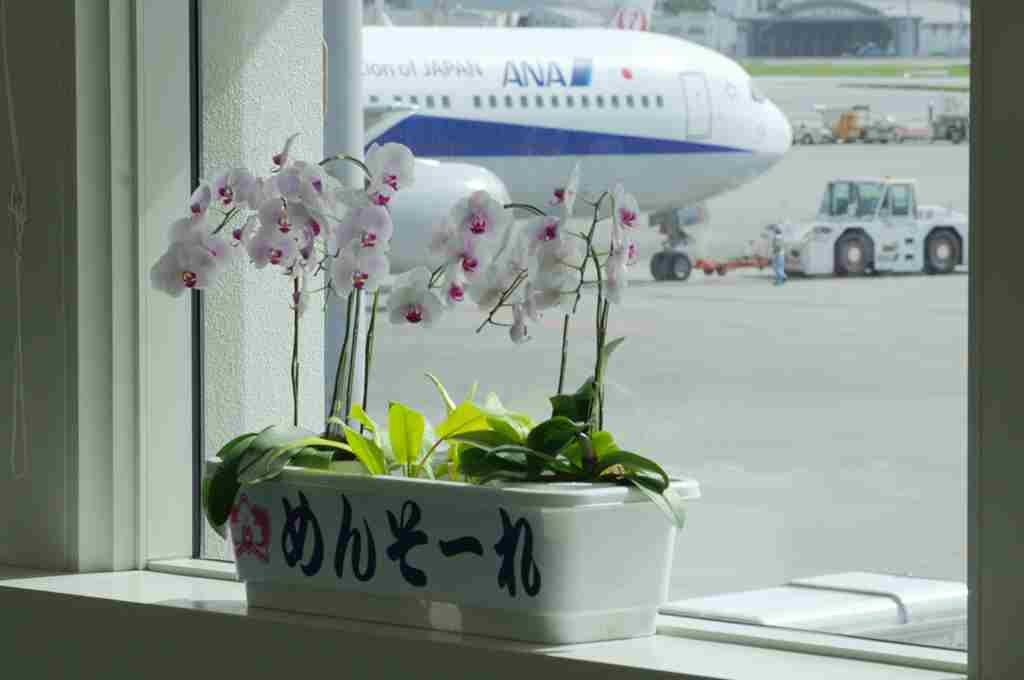 空港の鉢植えにめんそーれと書かれている画像