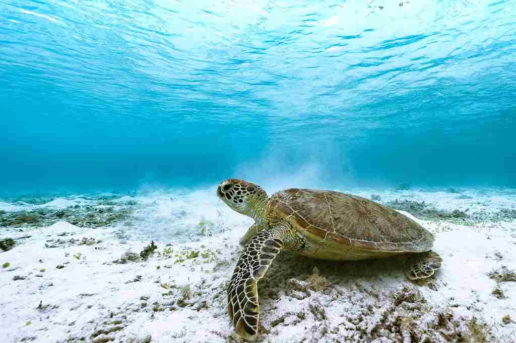 ウミガメが水中の砂地をさまよっている画像