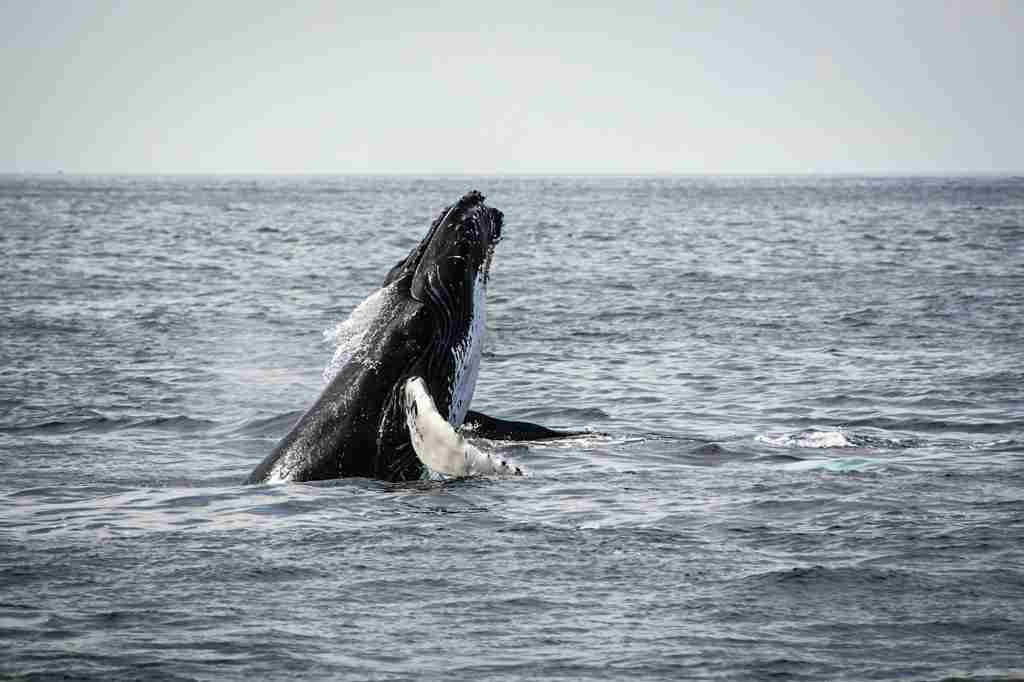 1匹のザトウクジラの息継ぎしている画像