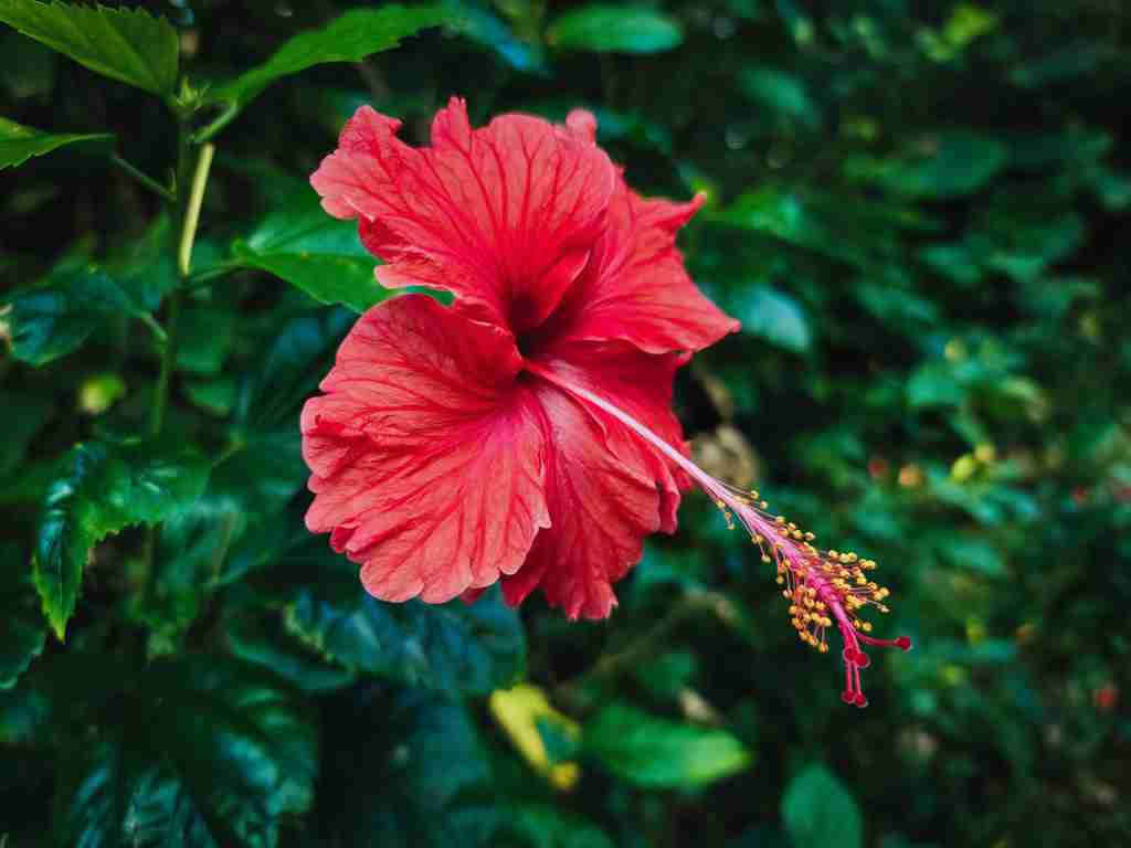 沖縄のお花ハイビスカスの画像