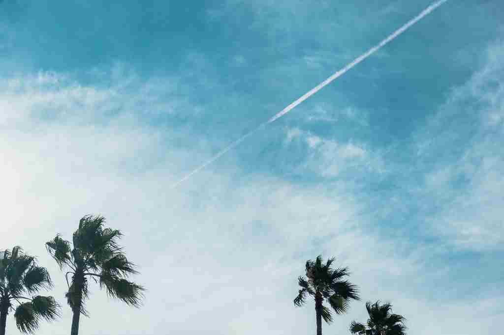 ヤシの木の背景にジェット雲が写っている画像