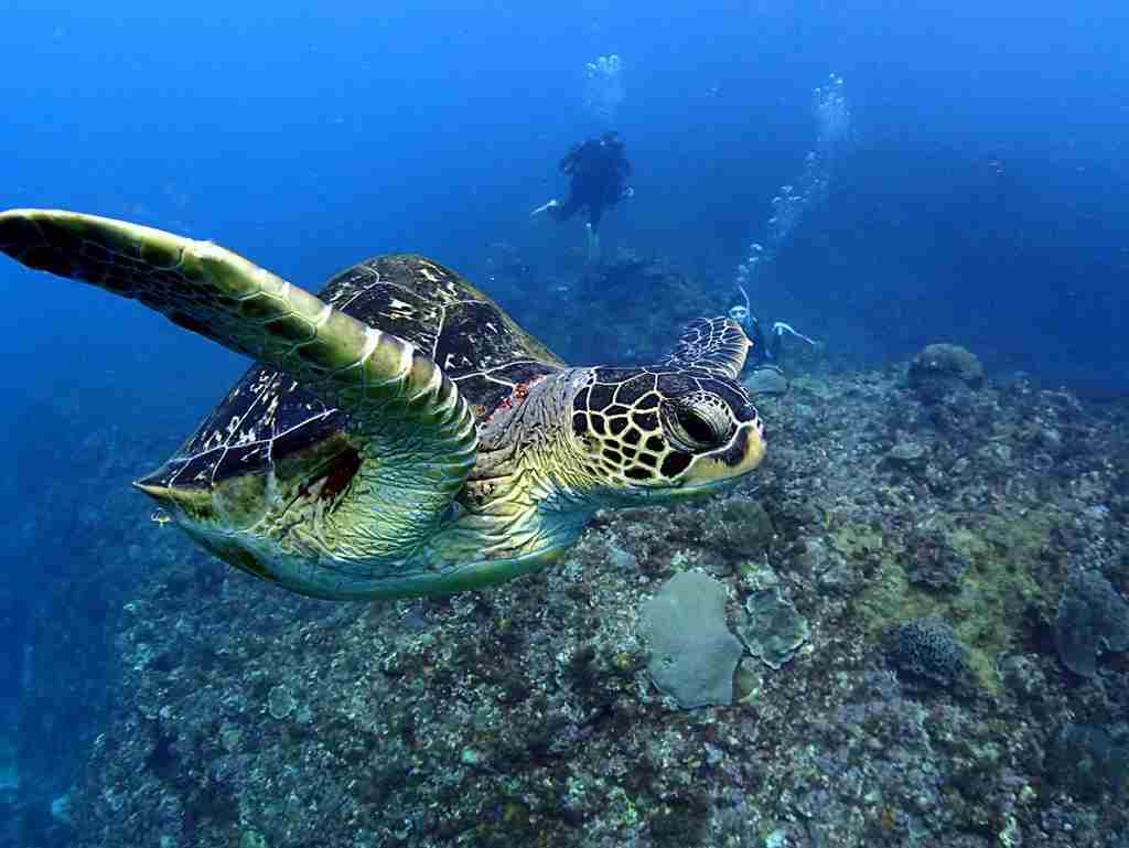 泳ぐウミガメの画像