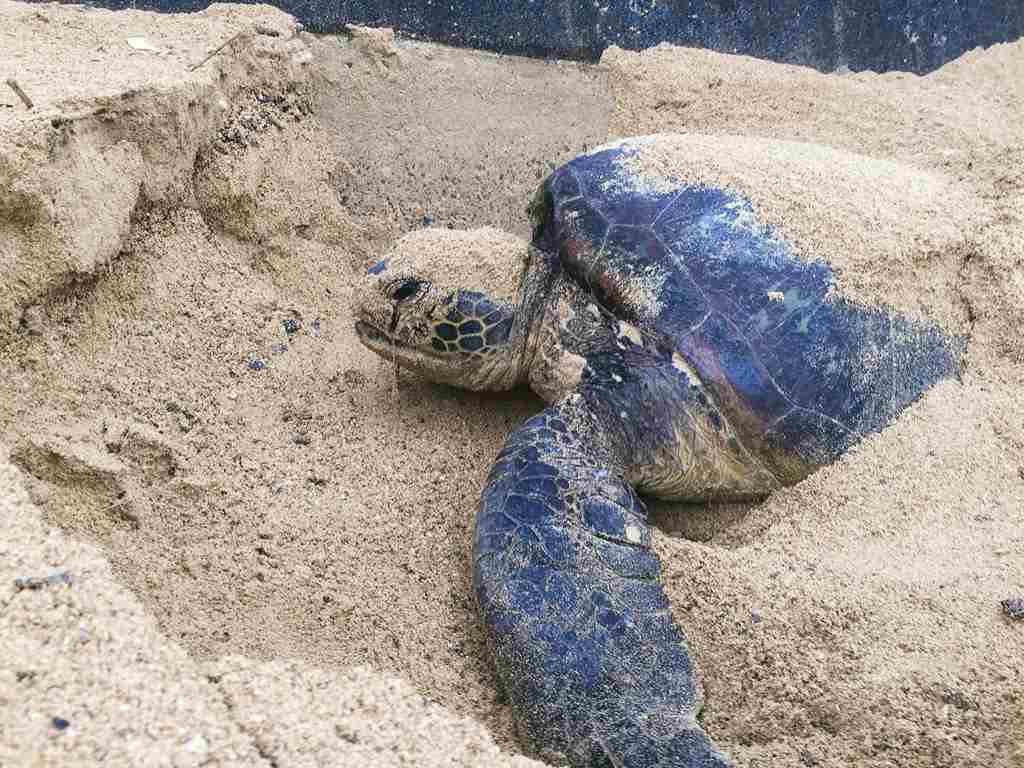 砂浜で埋まっているウミガメの画像