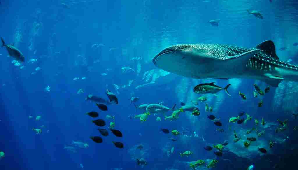 水族館の水槽をおもいうかべるほどきれいな画像