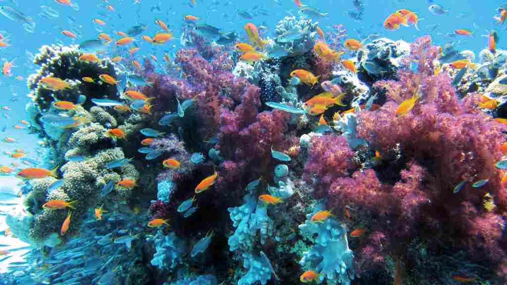 青い海の中のカラフルなサンゴ礁と魚の群れの画像