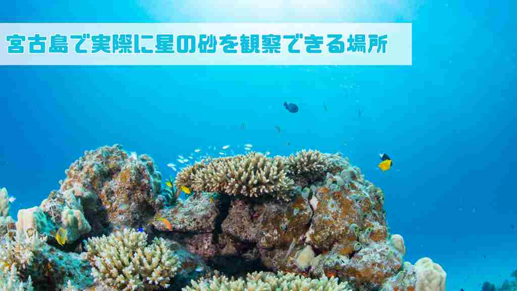 左上に”宮古島で実際に星の砂を観察できる場所”と記載。海中のサンゴにカラフルで様々な熱帯魚が集まっている画像