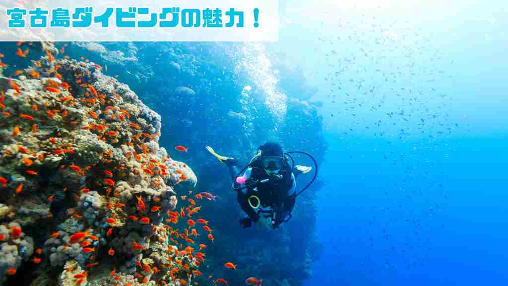 青い海の中のサンゴ礁の周りを泳ぐ赤い魚の群れとダイビングをしている人物の画像。画像の左上には”宮古島ダイビングの魅力”のテキスト。