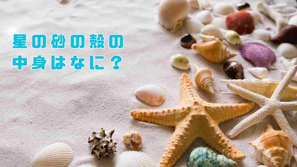 左に”星の砂の殻の中身はなに？”と記載。白い砂浜にヒトデや貝殻が散らばり置かれている画像