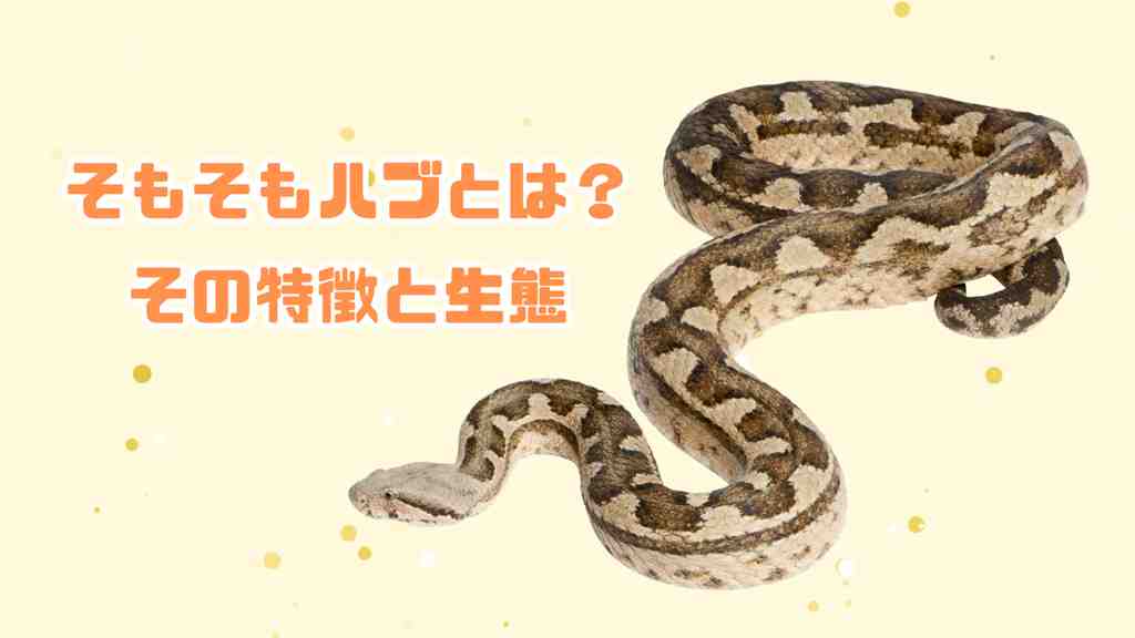 黄色い背景にハブの画像。画像の左中央には”そもそもハブとは？その特徴と生態”のテキスト