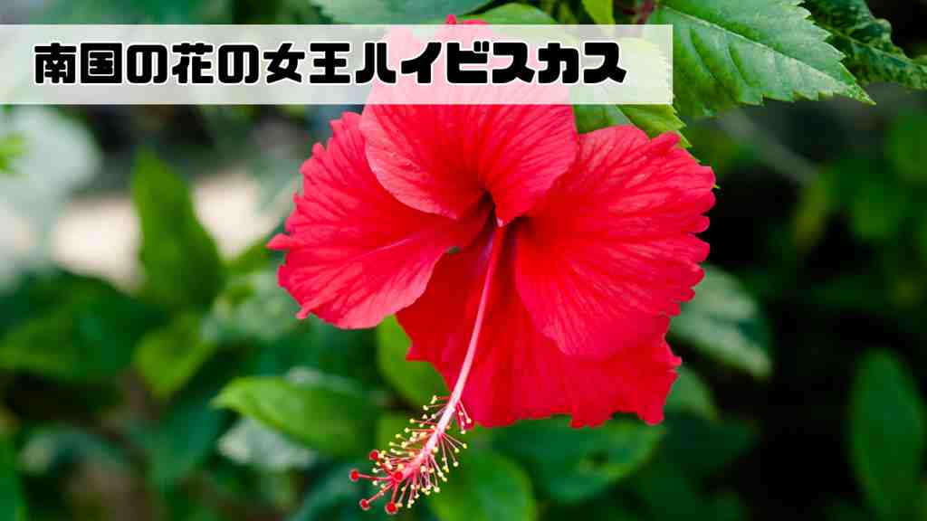 赤いハイビスカス。画面の左上には”南国の花の女王ハイビスカス”のテキスト。