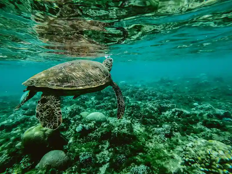 ウミガメとシュノーケリング