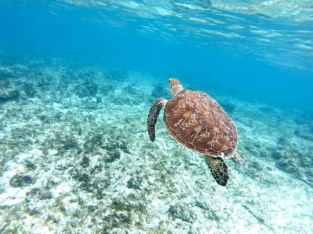 ウミガメと撮影
